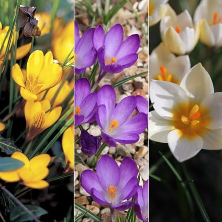 Spring flowering crocus collection