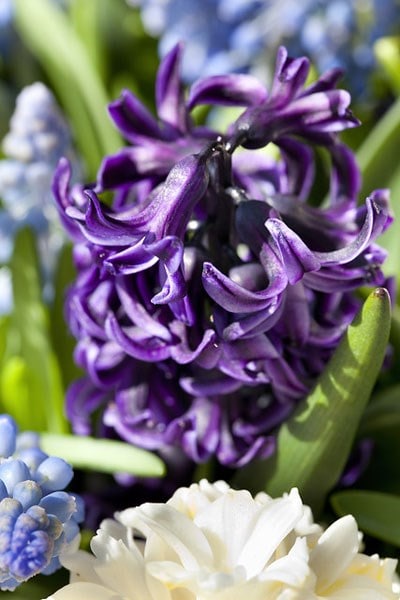 Hyacinthus orientalis Peter Stuyvesant