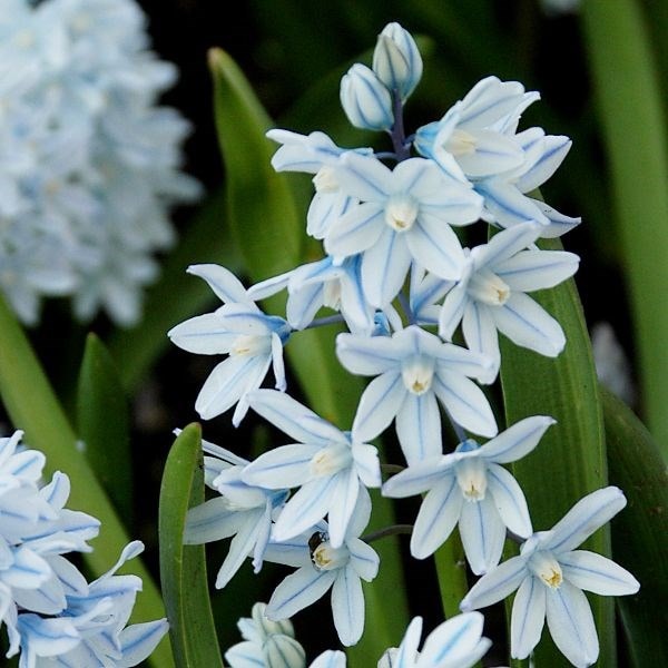 Puschkinia scilloides var. libanotica