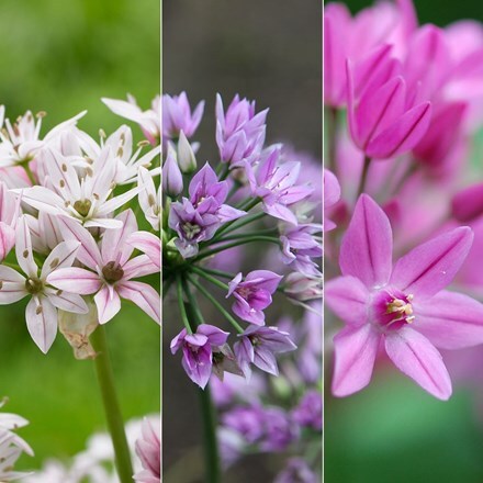 Picture of New and Unusual Allium collection
