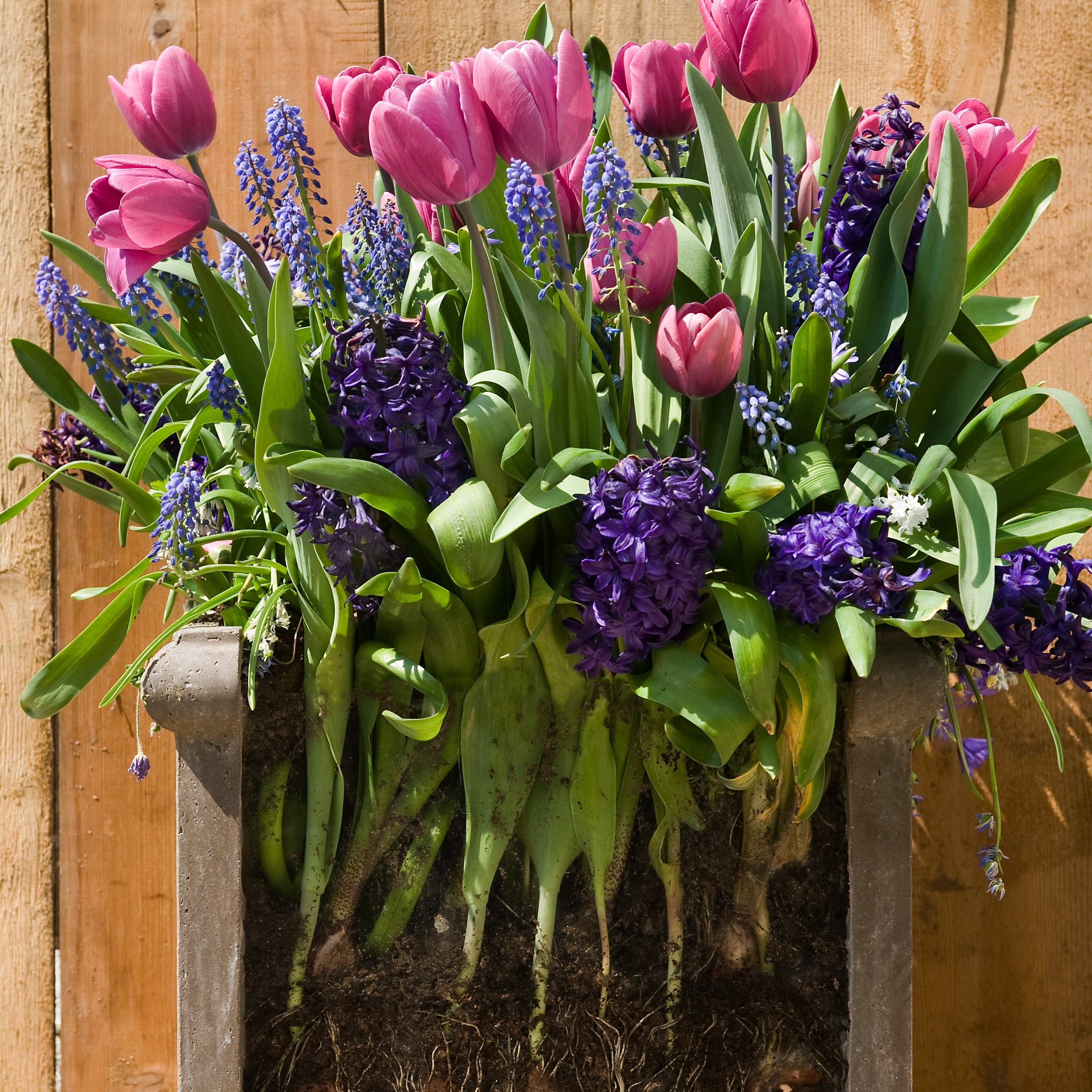 Buy Bulb Lasagne Collection For Pots Bulbs For Pots - 'Rich Blues ...