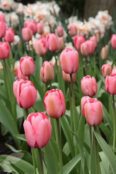 <i>Tulipa</i> 'Pink Impression'