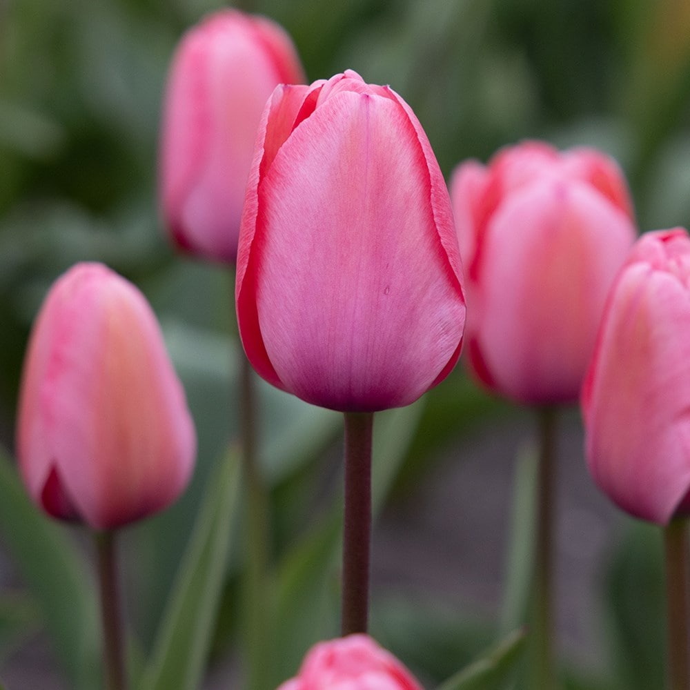 <i>Tulipa</i> 'Pink Impression'