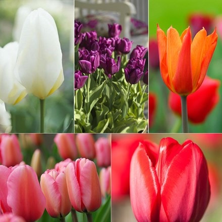 Award-winning tulips for a great performance