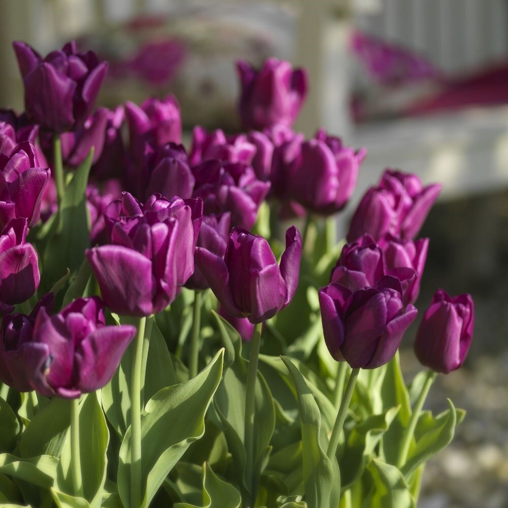 Award-winning tulips for a great performance collection
