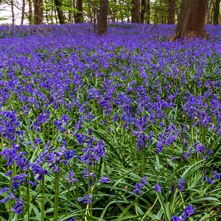 Hyacinthoides non-scripta - potted bulbs