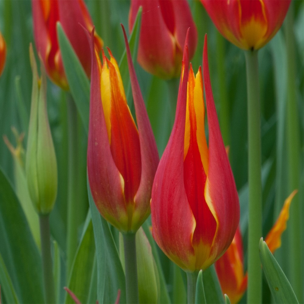 <i>Tulipa</i> 'Fly Away'