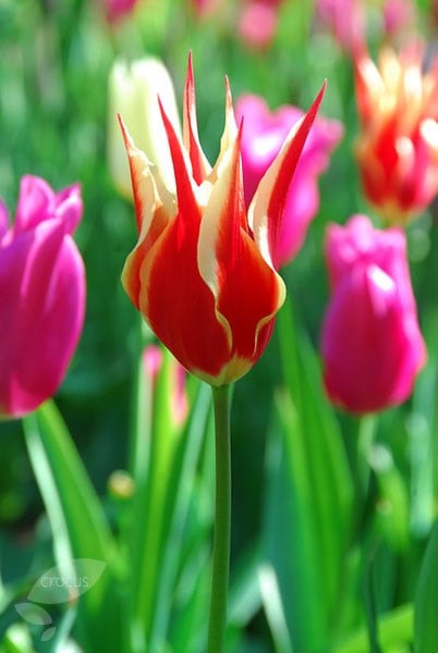 <i>Tulipa</i> 'Aladdin'