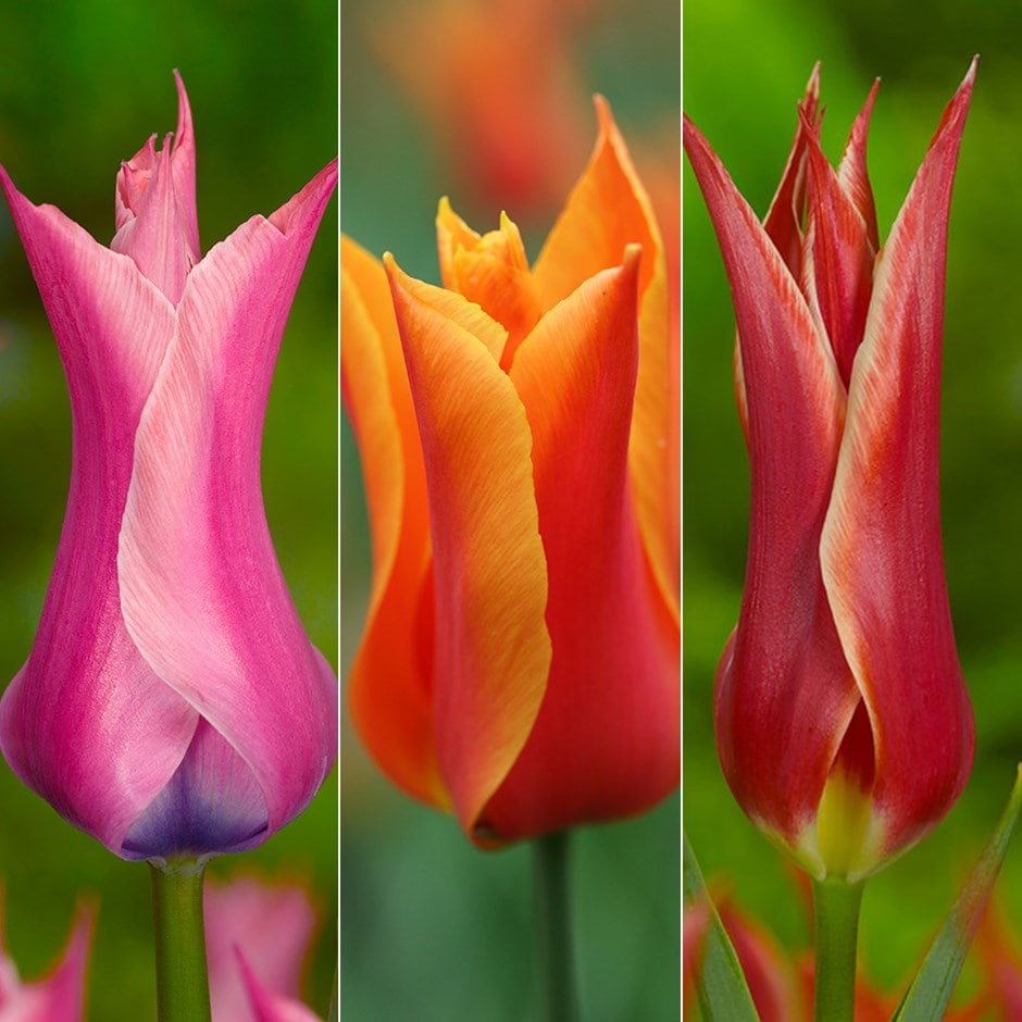 Vibrant lily flowered tulip collection