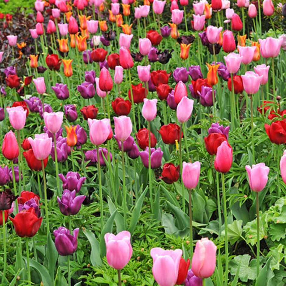 Buy RHS AGM tulip collection Award-winning technicolour tulip ...
