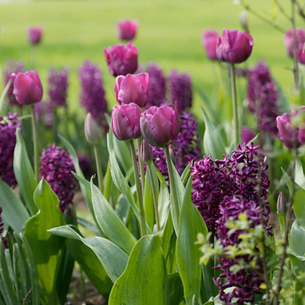 Product options image