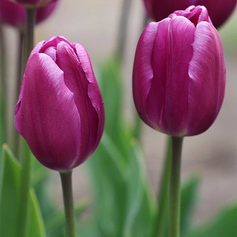 Product options image