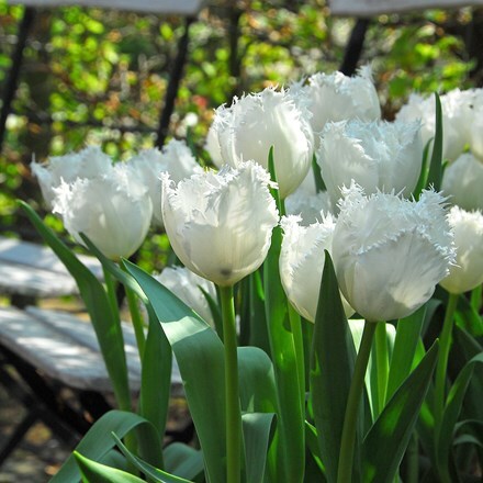 Picture of Tulipa Swan Wings
