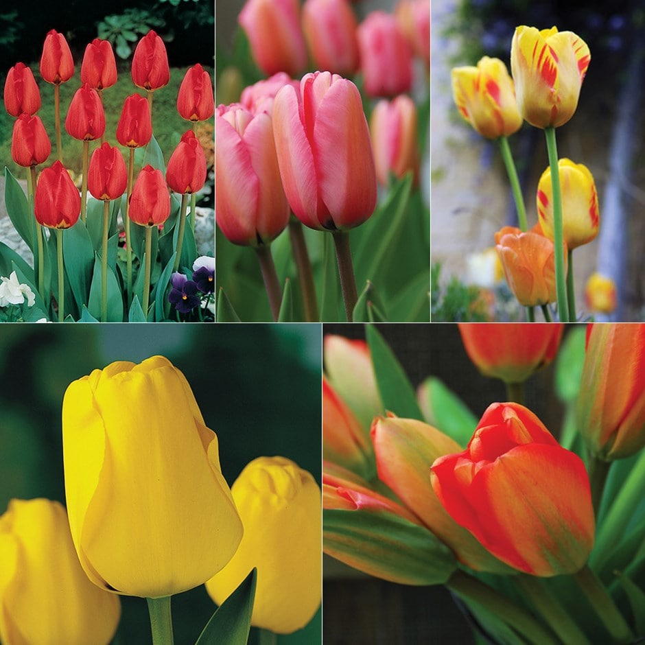 Large flowered (Darwin) tulip collection - 100+50 Free bulbs