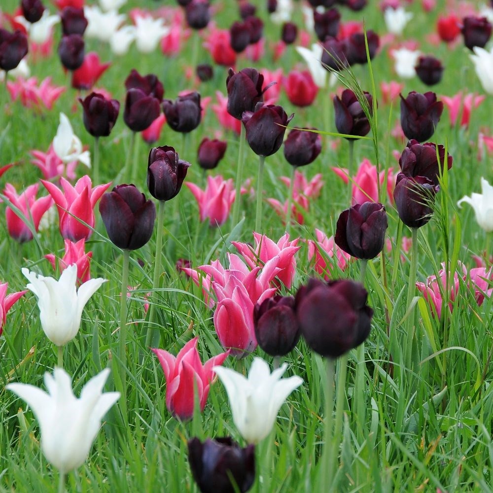 Product options image