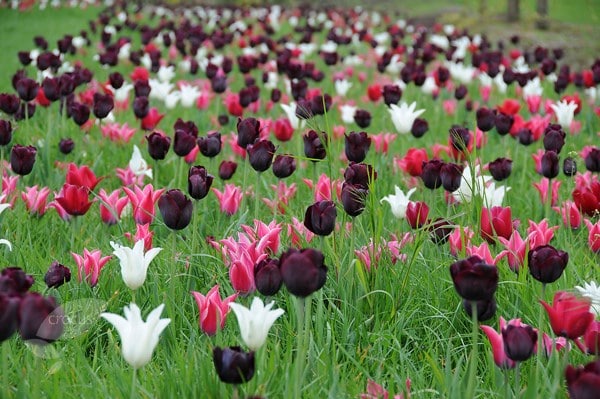 Neapolitan tulip collection - 80+40 Free bulbs