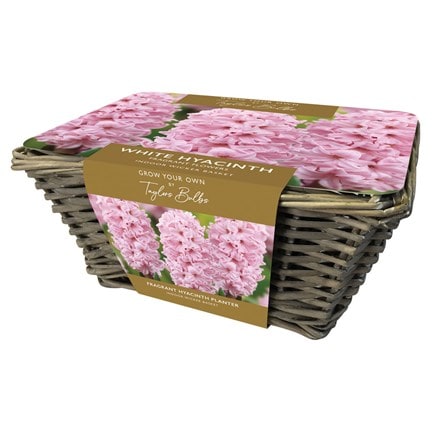 indoor pink hyacinths and wicker basket gift set