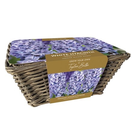 indoor blue hyacinths and wicker basket gift set