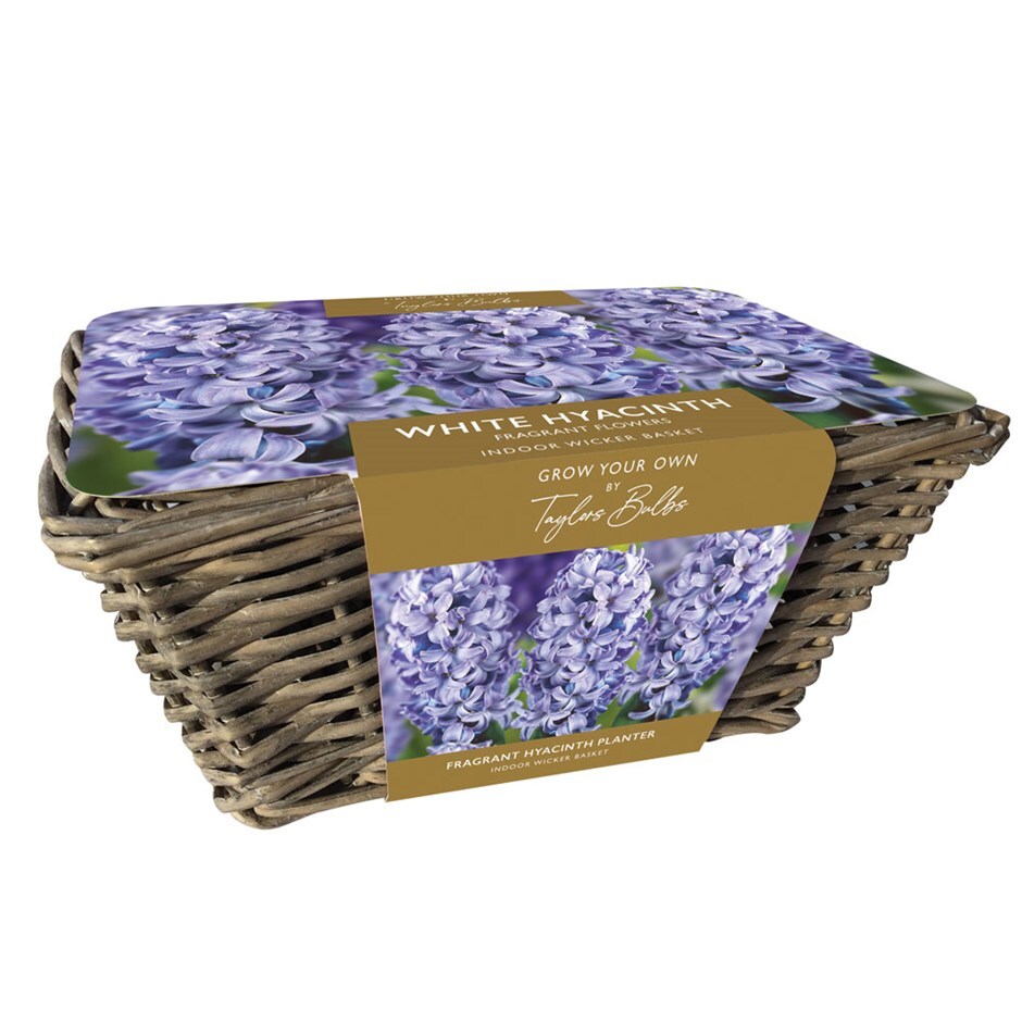 Buy gift set indoor blue hyacinths and wicker basket gift