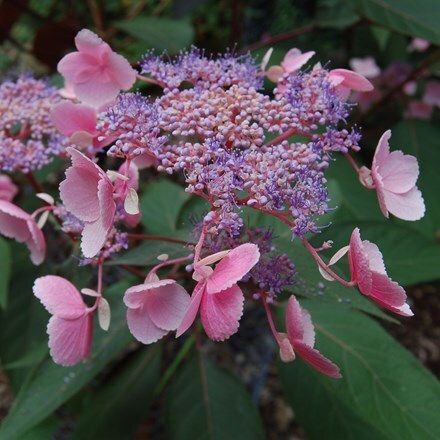 Hydrangea aspera Hot Chocolate ('Hpopr012') (PBR)