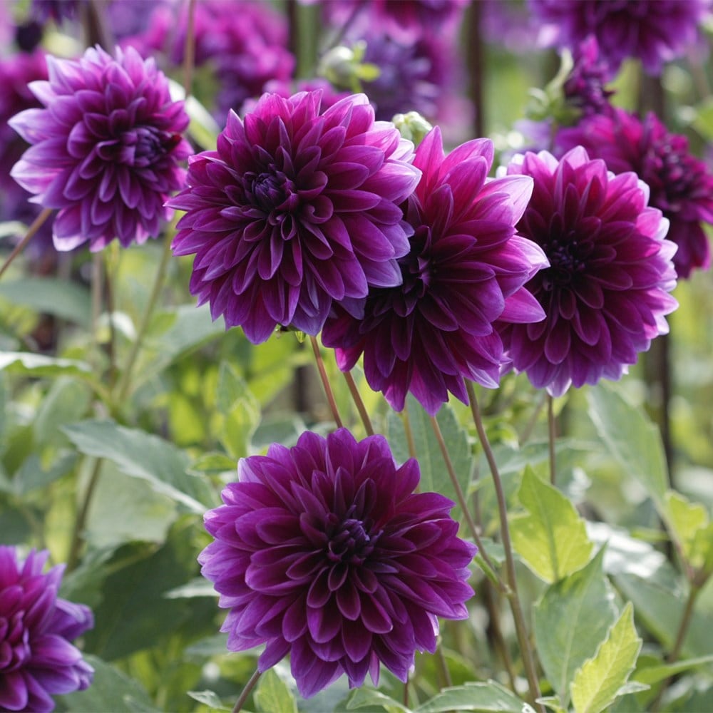 <i>Dahlia</i> 'Thomas A. Edison'
