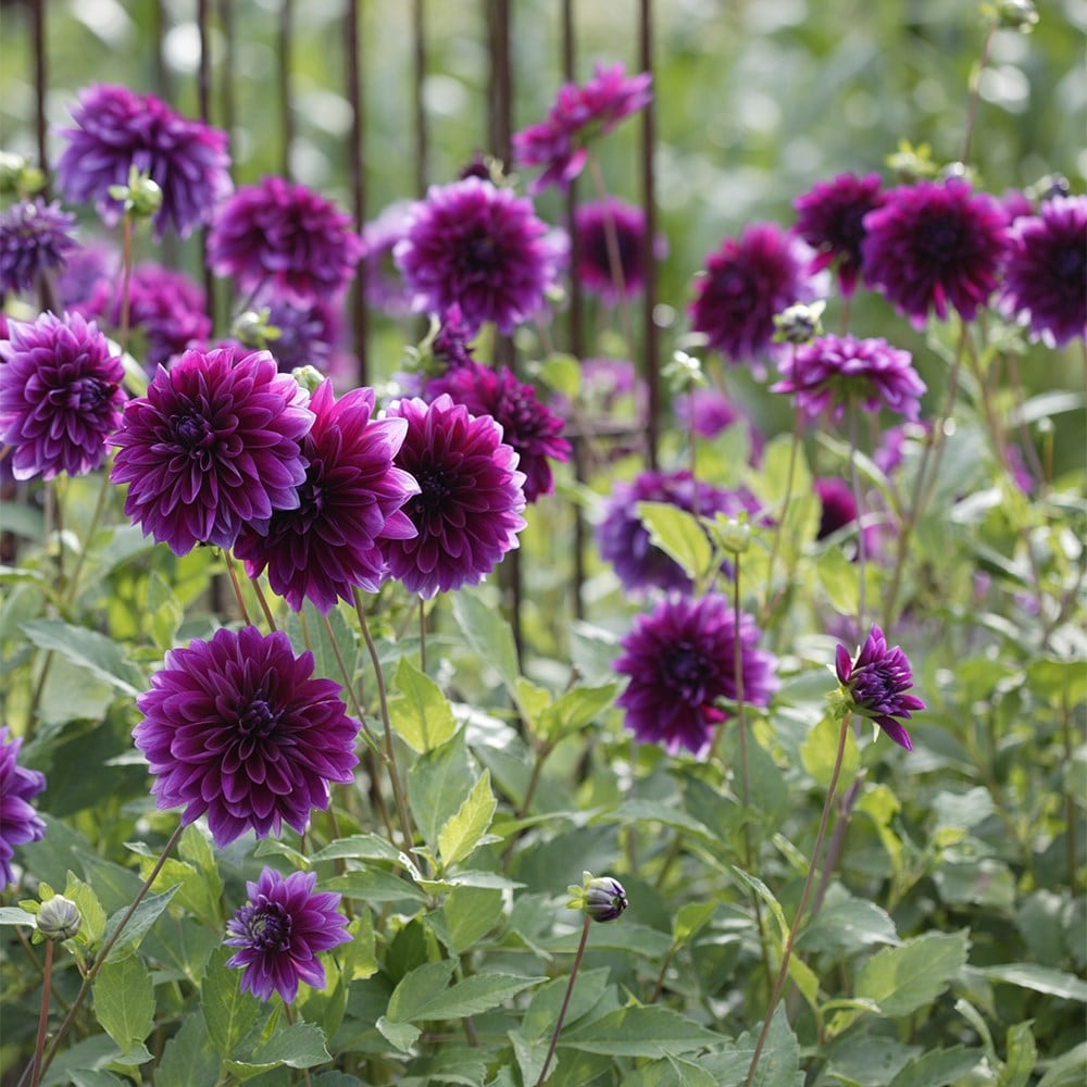 <i>Dahlia</i> 'Thomas A. Edison'