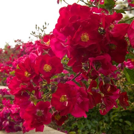 Picture of Rosa Flower Carpet Red Velvet ('Noare') (PBR)