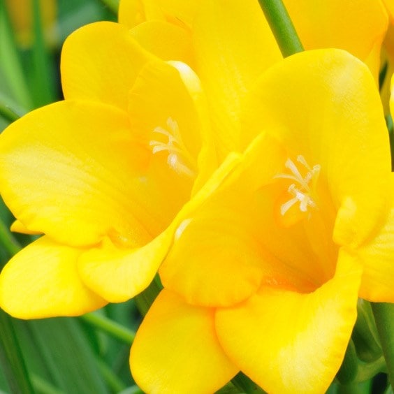 Buy freesia bulbs Freesia Golden Yellow: Â£3.99 Delivery by 