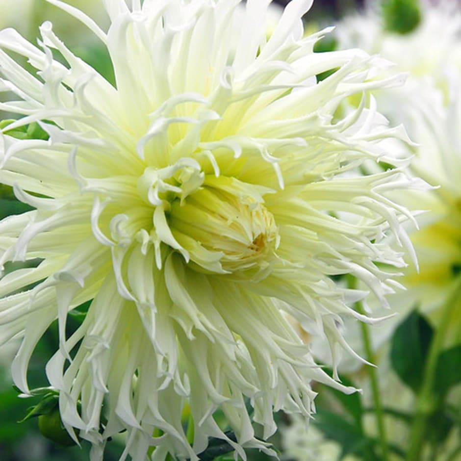 <i>Dahlia</i> 'Tsuki-yori-no-shisha'