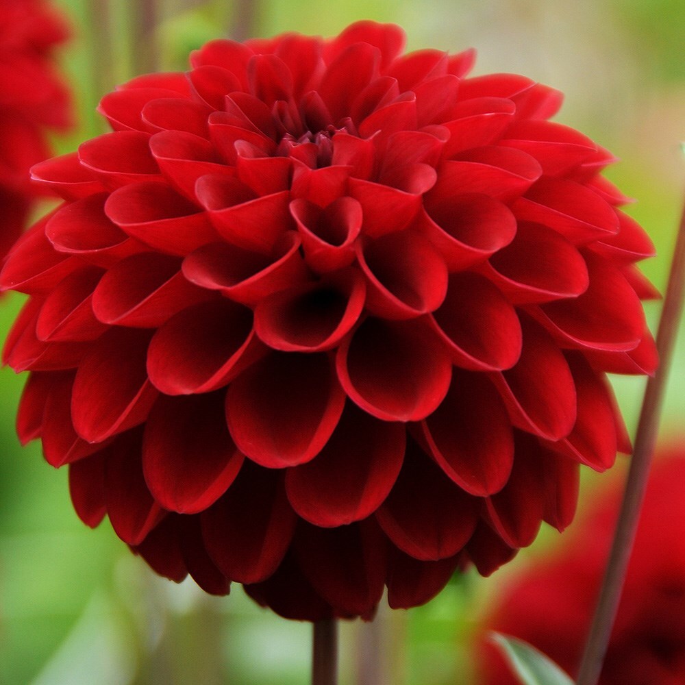 red dahlia