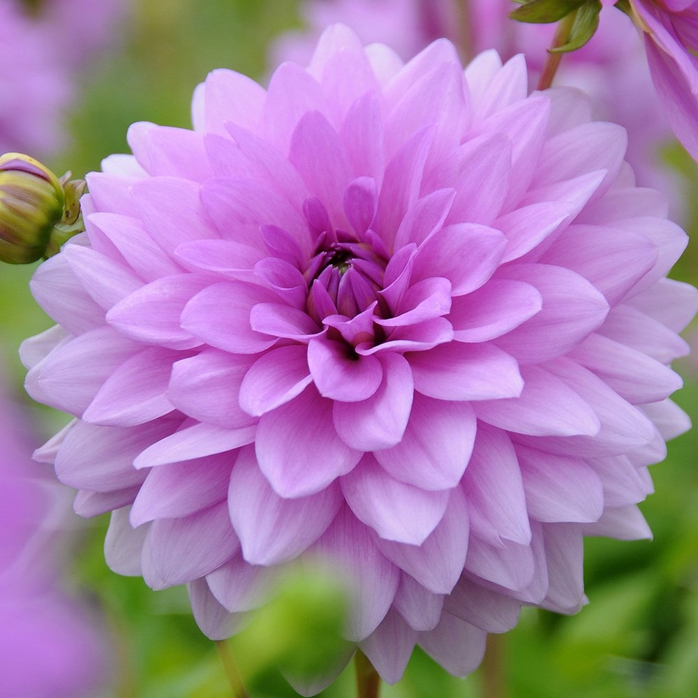 Buy Decorative Dahlia Dahlia Blue Boy Delivery By Waitrose Garden   Pl2000025530 