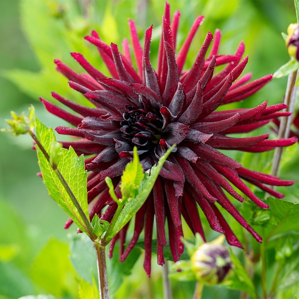 <i>Dahlia</i> 'Black Narcissus'