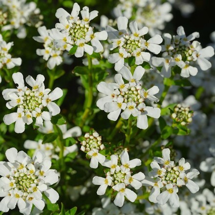 Picture of Iberis sempervirens Appen-Etz