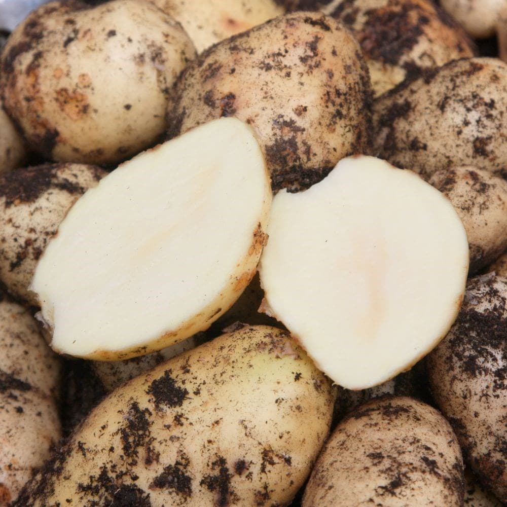 potato 'International Kidney'