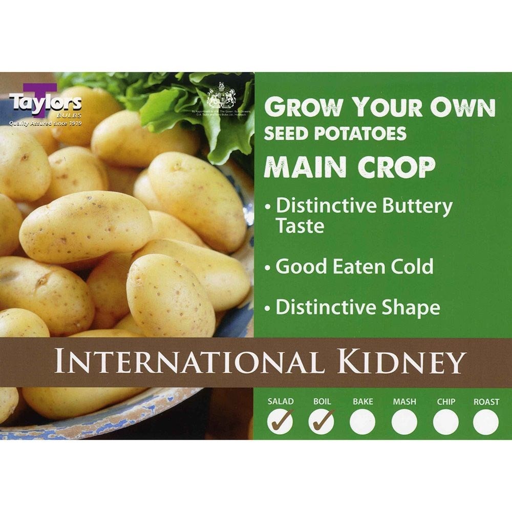 potato 'International Kidney'
