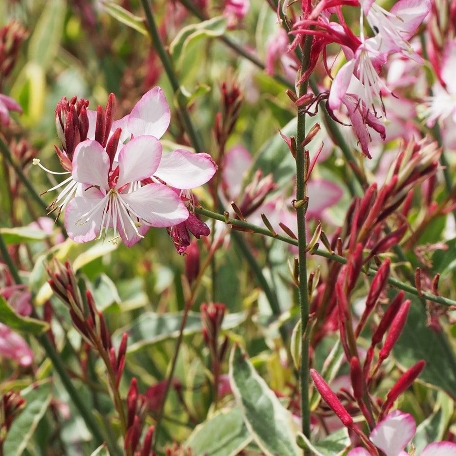 Numiti Un Lucru Care Are O Gaura In Mijloc Buy gaura ( syn. Gaura lindheimeri Freefolk Rosy ) Oenothera