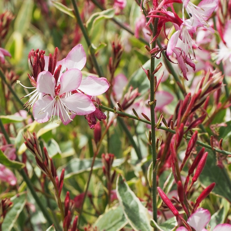 <i>Oenothera lindheimeri</i> <b class=small-caps>Freefolk Rosy</b> ('Harrfolk')