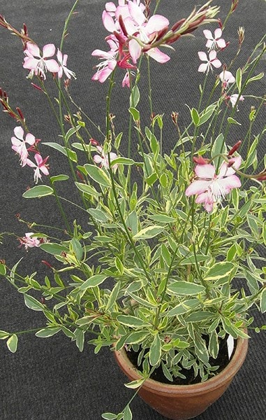 <i>Oenothera lindheimeri</i> <b class=small-caps>Freefolk Rosy</b> ('Harrfolk')