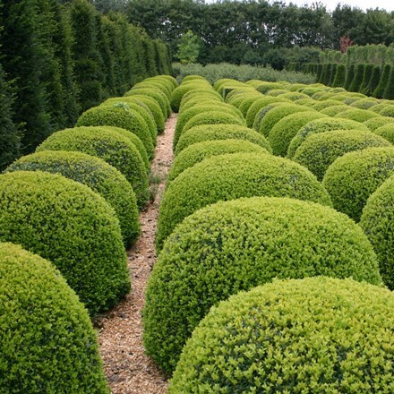 Picture of Buxus sempervirens