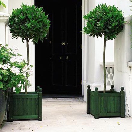 Picture of Laurus nobilis