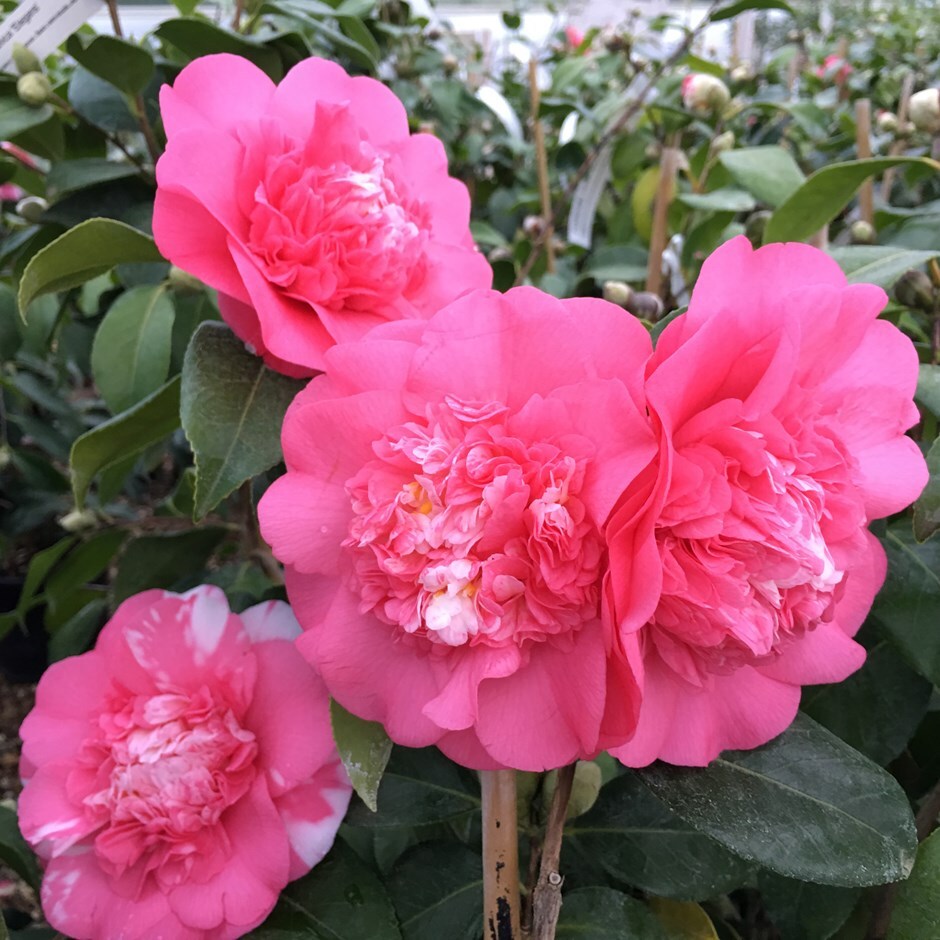 Buy camellia Camellia japonica Elegans £23.99 Delivery by