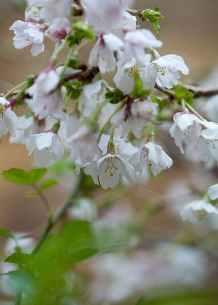 <i>Prunus incisa</i> 'Kojo-no-mai'