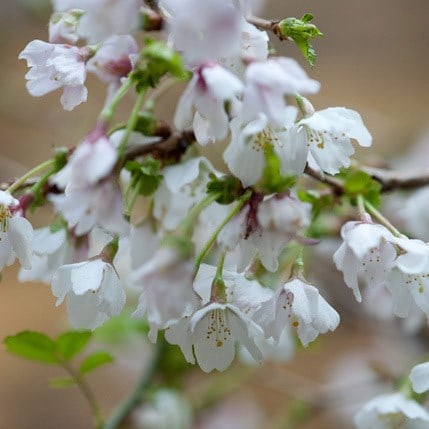 Prunus incisa Kojo-no-mai