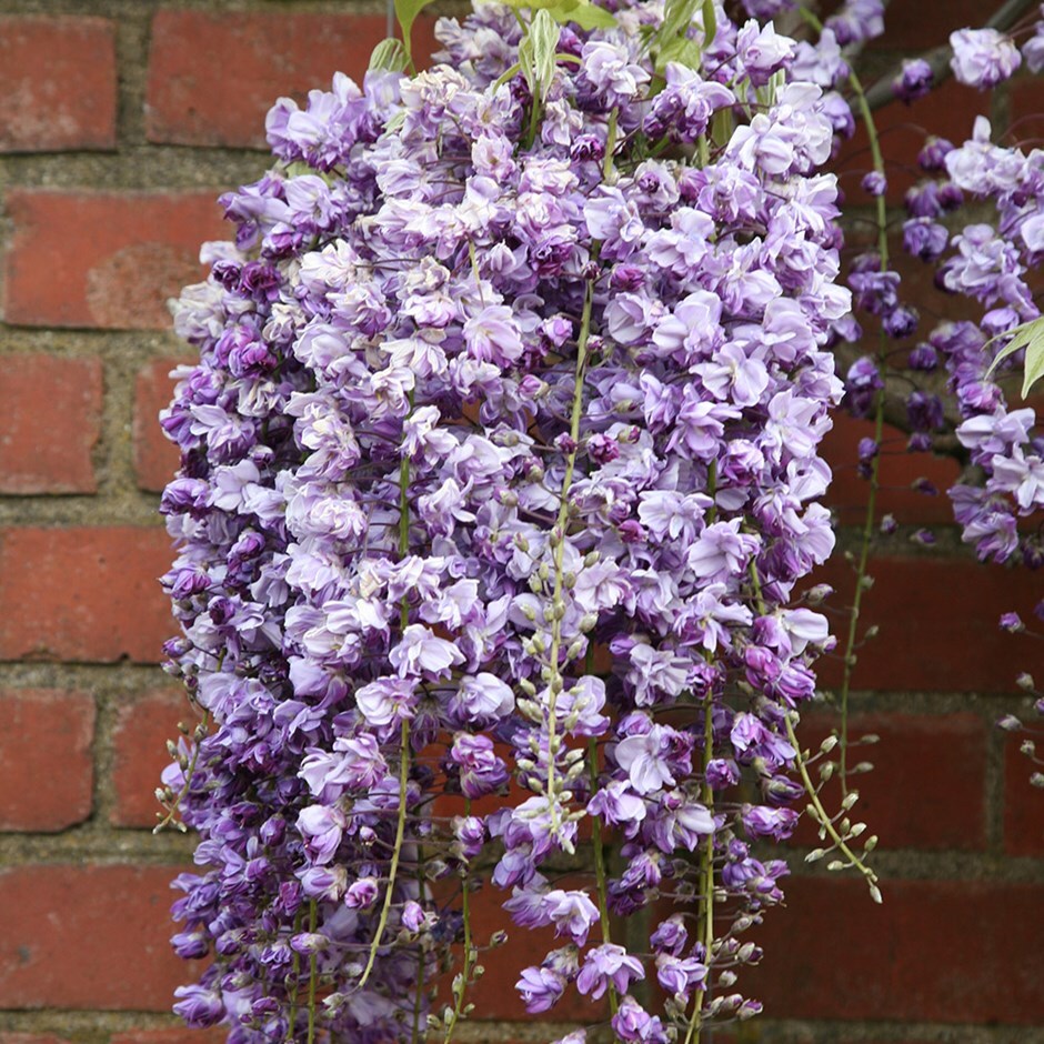Wisteria floribunda Violacea Plena - Double Purple Japanese Wisteria –  Mother Earth Nursery