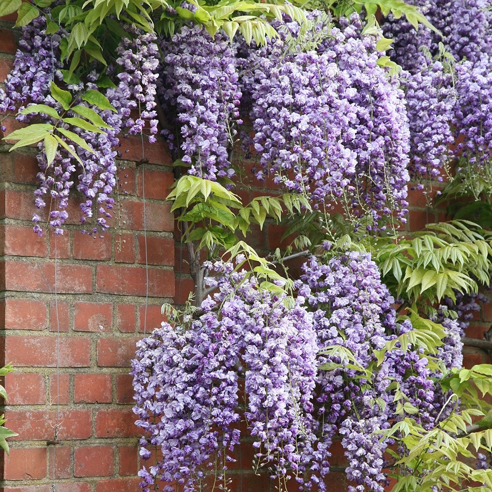 Buy Japanese wisteria ( syn. Wisteria Double Black Dragon / Wisteria  Violacea Plena) Wisteria floribunda Yae-Kokuryū: £28.49 Delivery by Crocus