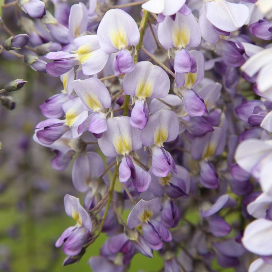 Buy japanese wisteria syn ( Wisteria �Issai ) Wisteria