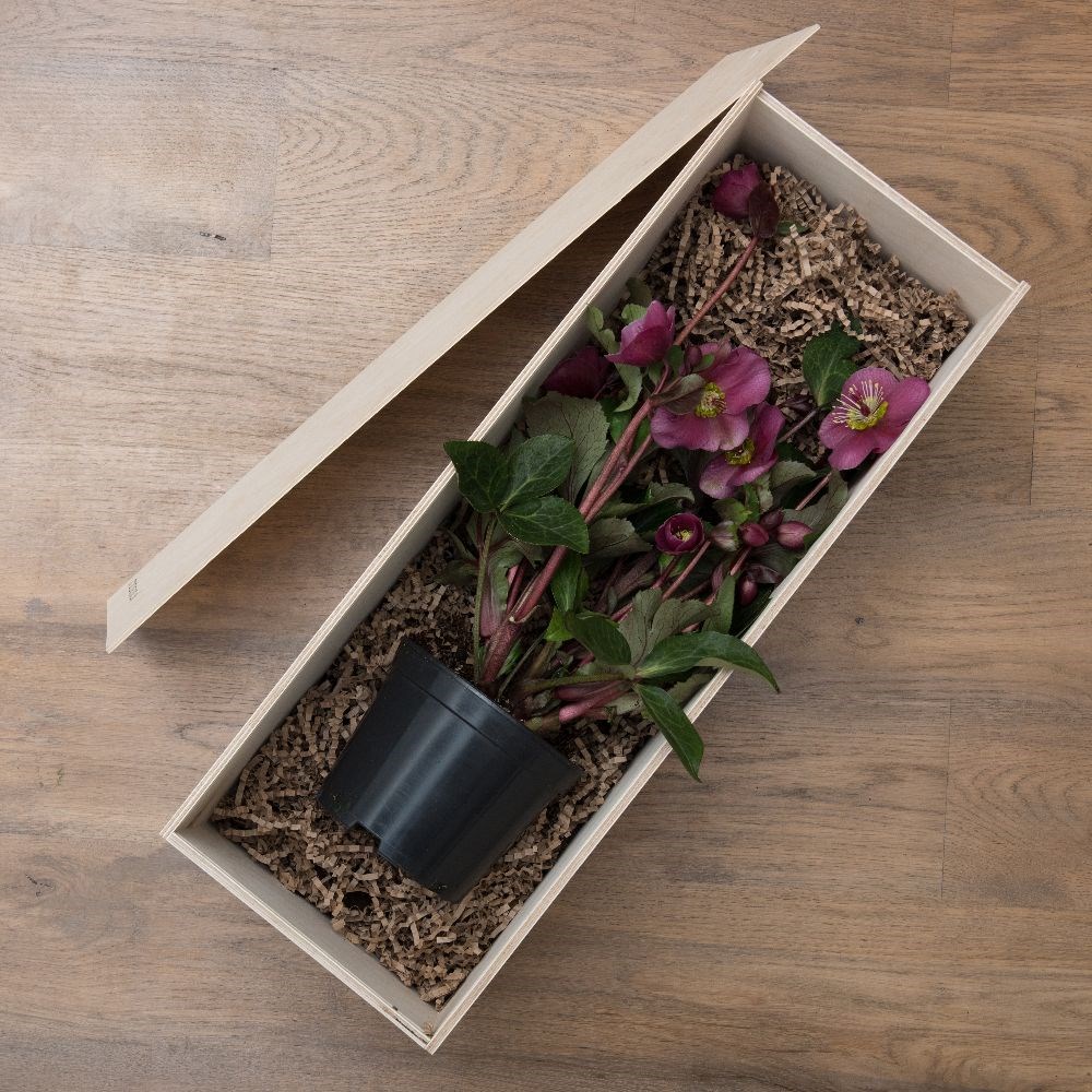 Hellebore 'Anna's Red' - Gift Crate