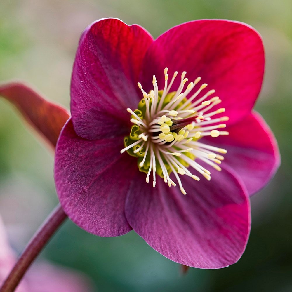 Hellebore 'Anna's Red' - Gift Crate