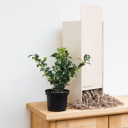 Sarcococca confusa - Gift Crate
