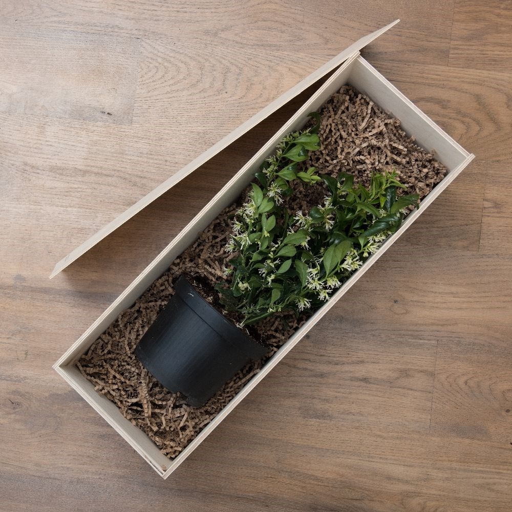 <i>Sarcococca confusa</i>- Gift Crate